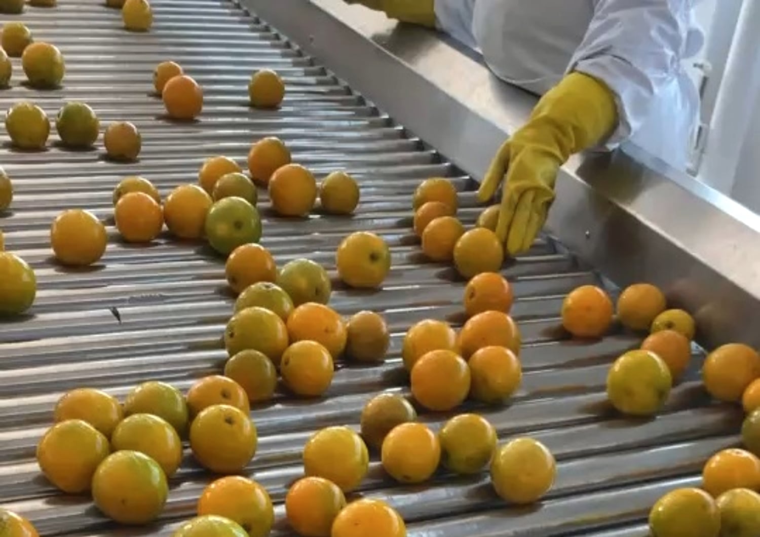 Operators inspecting oranges on a roller conveyor